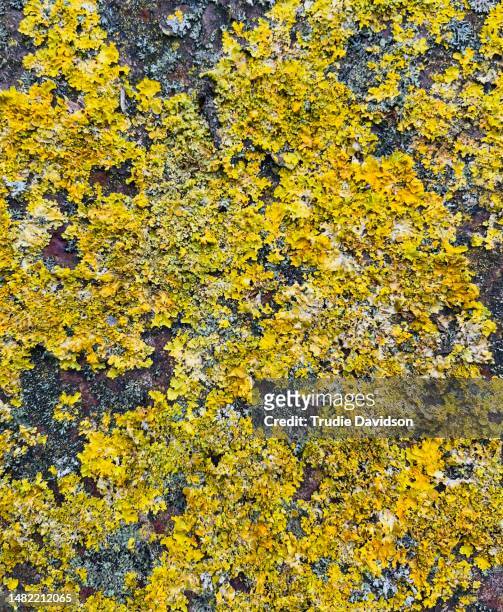 lichen background - lachen stock pictures, royalty-free photos & images