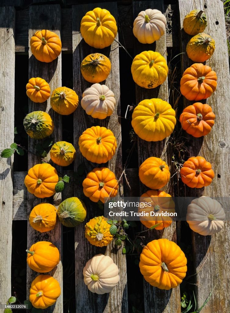 Selection of miniature pumpkins