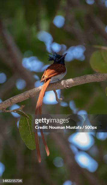 Karicha Insect Mustafa Mustafa Photos and Premium High Res Pictures - Getty Images
