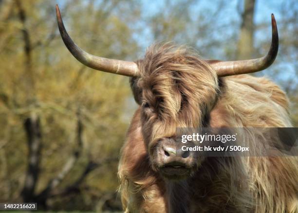 close-up of highland cattle,netherlands - highland cow stockfoto's en -beelden