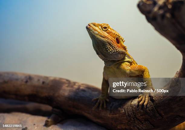 close-up of bearded dragon on branch,posadas,misiones province,argentina - baardagame stockfoto's en -beelden