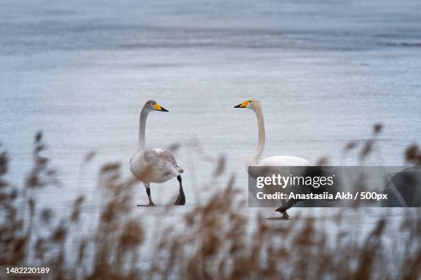 two swans,finland - whooper swan stock-fotos und bilder