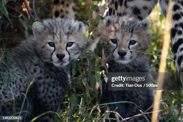 portrait of cats on field - cheetah cub stock pictures, royalty-free photos & images