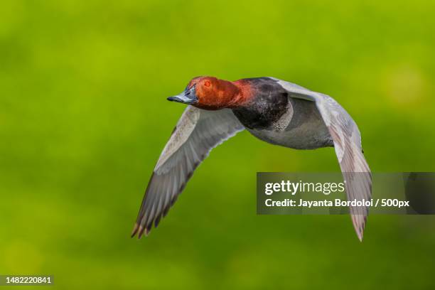 close-up of water duck flying outdoors,london,united kingdom,uk - aythyinae stock pictures, royalty-free photos & images