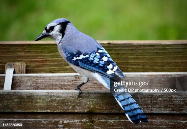 close-up of blue jay perching on wood,greenwich,connecticut,united states,usa - greenwich connecticut stock pictures, royalty-free photos & images