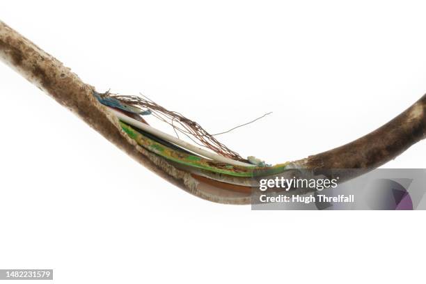 Mouse Chewing Mouse Chewing Wires Photos and Premium High Res Pictures - Getty Images