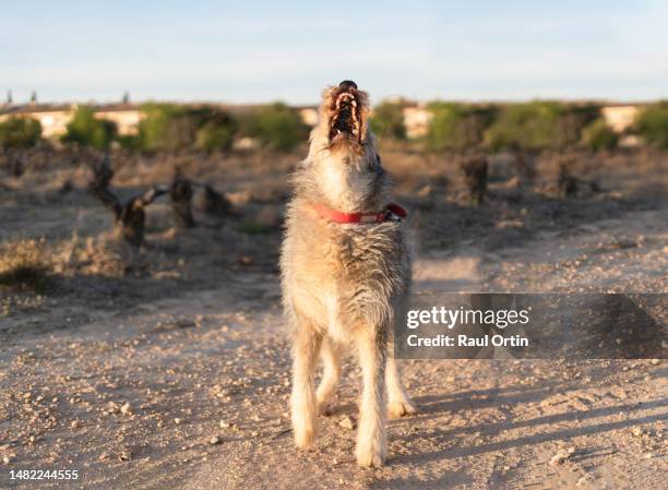 cheerful portrait of dog enjoying outdoors - barking dog stock pictures, royalty-free photos & images