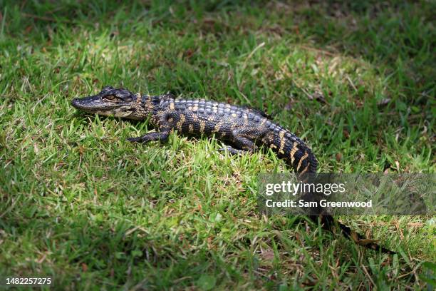 Aligator Rbc Alligator Island Photos and Premium High Res Pictures - Getty Images