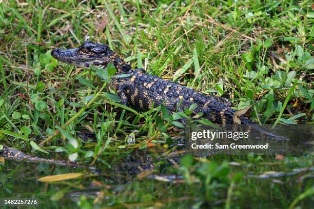 Aligator Rbc Alligator Island Photos and Premium High Res Pictures - Getty Images