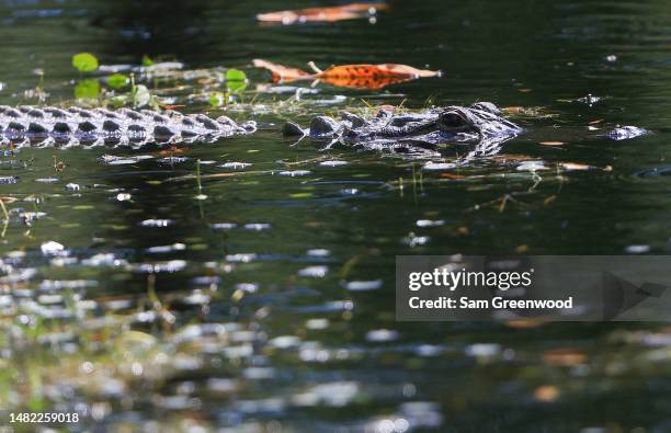 Aligator Rbc Alligator Island Photos and Premium High Res Pictures - Getty Images