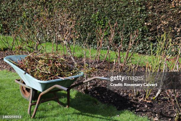 wheelbarrow full of rose clippings beside bed of rose bushes. - rose bush stock pictures, royalty-free photos & images