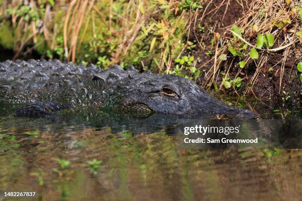 Aligator Rbc 256 Alligator Island Stock Photos, High-Res Pictures, and Images ...