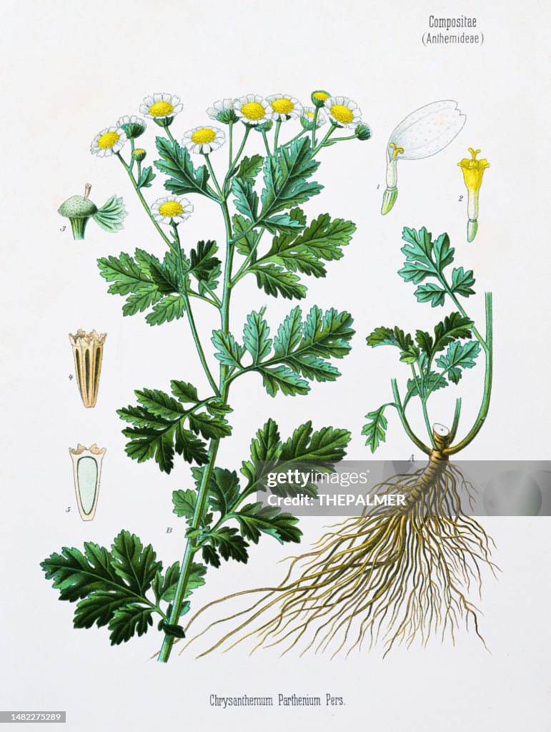 Chrysanthemum Chromolithography 1887