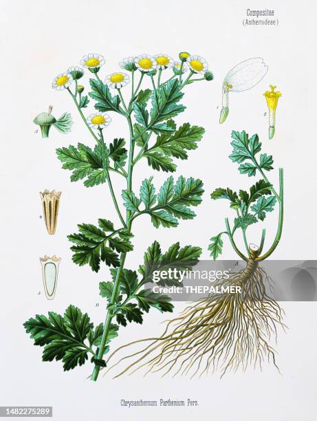 chrysanthemum chromolithography 1887 - chrysanthemum parthenium stock illustrations