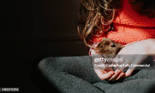 a child holds a cute, brown, female hamster - rat escaping stock pictures, royalty-free photos & images