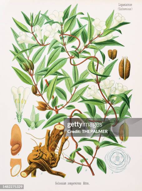 gelber jasmin chromolithographie 1887 - jasmine flower stock-grafiken, -clipart, -cartoons und -symbole