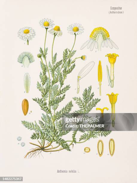 kamillenchromolithographie 1887 - chamomile flower stock-grafiken, -clipart, -cartoons und -symbole