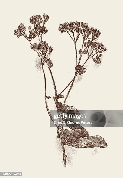 dried, dead flowers - dried plant stock illustrations