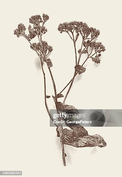 dried, dead flowers - dried flower stock illustrations