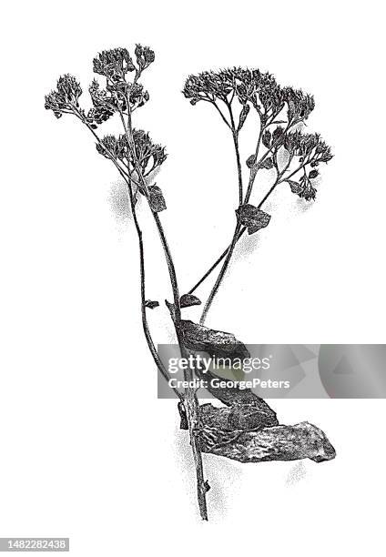 dried, dead flowers - pressed flowers white background stock illustrations