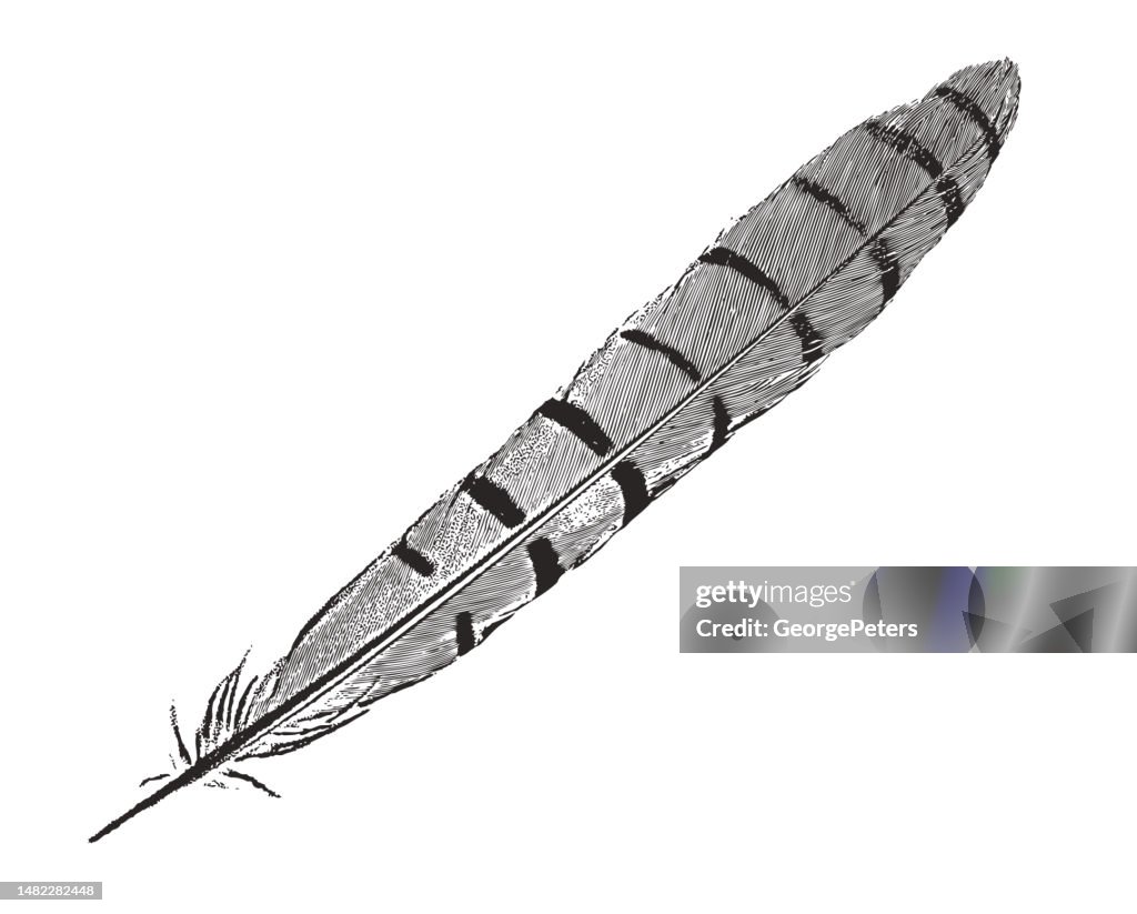 Blue Jay Feather