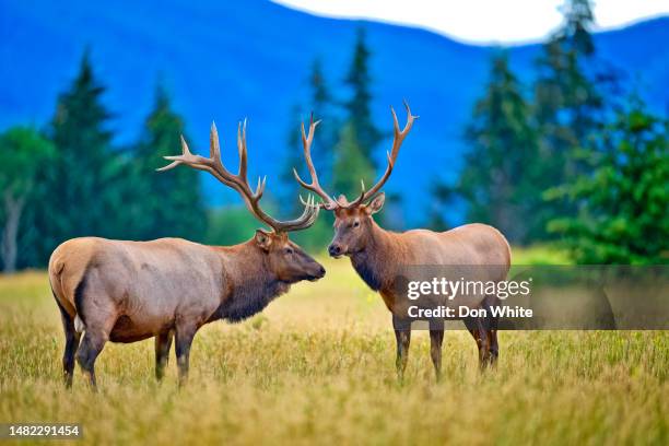 jasper national park in alberta canada - jasper-national-park stockfoto's en -beelden