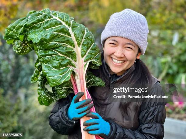 vielrassige junge frau, die mangold aus biologischem hausgarten erntet, porträt - superfood stock-fotos und bilder