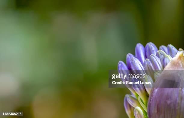 purple flower buds (agapanthus) in a single pod against a blurred background - african lily fotografías e imágenes de stock