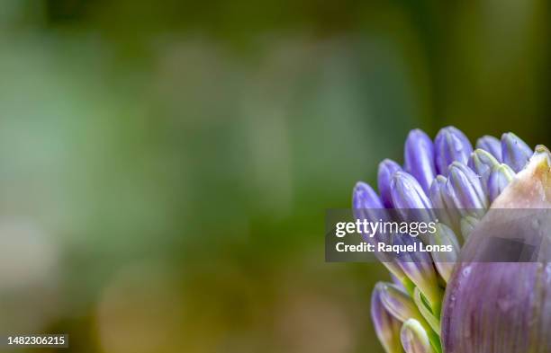 purple flower buds (agapanthus) in a single pod against a blurred background - agapanthus stock pictures, royalty-free photos & images