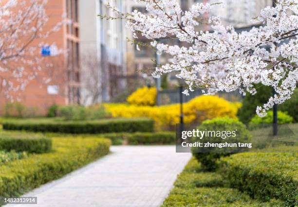 sidewalk in residential area - forsythia stock pictures, royalty-free photos & images