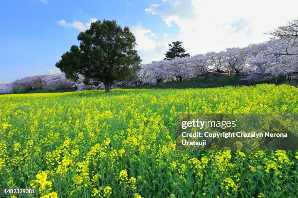 rapeseed oil blossoms flowerbed and cherry blossoms at gongendo park - saitama prefecture ストックフォトと画像