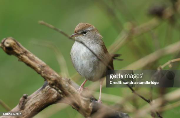 a shy and elusive cetti's warbler (cettia cetti) perched on a branch in a tree. - warbler stock pictures, royalty-free photos & images