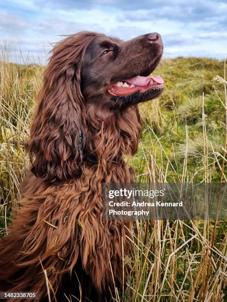 Chocolate Cocker Spaniel High-Res Stock Photo Getty Images