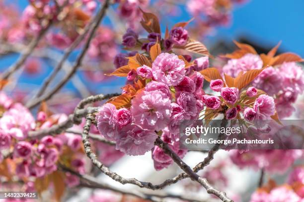 pink cherry blossom flowers close-up - close up gras stock-fotos und bilder