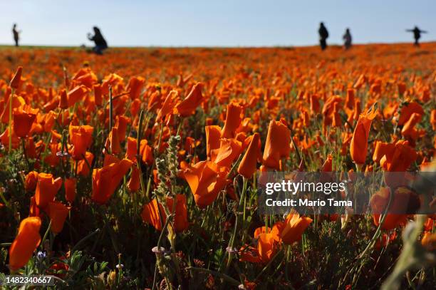 People gather and take photos in a field with blooming poppy flowers near the Antelope Valley California Poppy Reserve following an unusually wet...