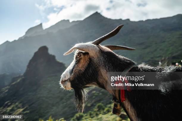 Goat of Masca on March 20, 2023 in Tenerife, Spain. Tenerife is the largest of Spain’s Canary Islands, off West Africa. It's dominated by Mt. Teide,...