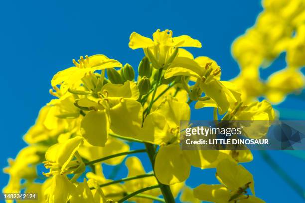 rapeseed flower close-up blue sky background - rapsblüte stock-fotos und bilder