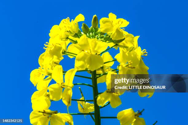 rapeseed flower close-up blue sky background - rapsblüte stock-fotos und bilder