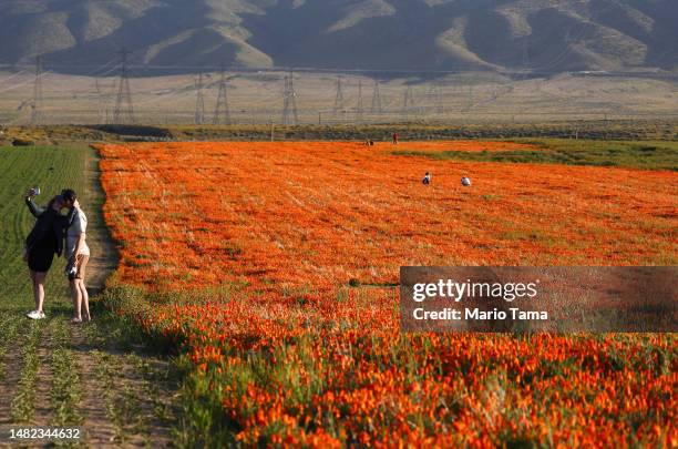 People kiss and take photos in a field with blooming poppy flowers near the Antelope Valley California Poppy Reserve following an unusually wet...