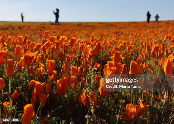 People gather and take photos in a field with blooming poppy flowers near the Antelope Valley California Poppy Reserve following an unusually wet...