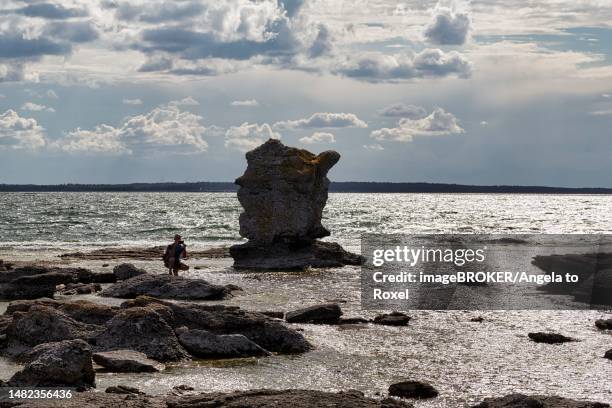 tourist photographing raukar in the former harbour basin gamle hamn or gamla hamn, backlight, faroe island, faroe, gotland, baltic sea, sweden - hamn 個照片及圖片檔