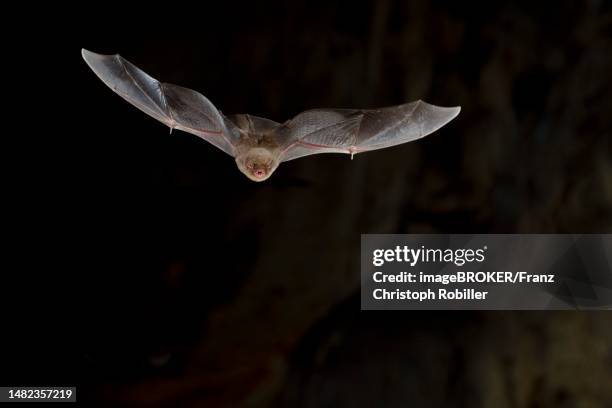 Microbats Photos and Premium High Res Pictures - Getty Images