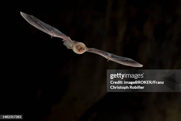 Microbats Photos and Premium High Res Pictures - Getty Images