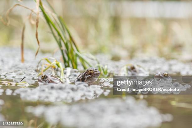 common frog (rana temporaria) next to eggs at breeding site in spring. fischboedle lake, vosges, france - tree frog stock pictures, royalty-free photos & images