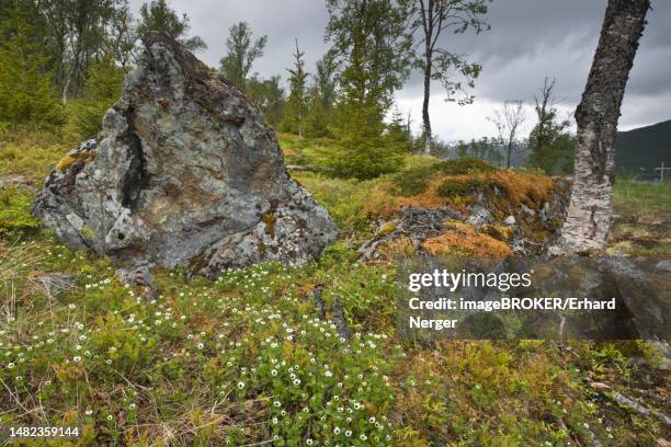 swedish dogwood (cornus suecica), kvaloya, norway - bunchberry cornus canadensis stock pictures, royalty-free photos & images