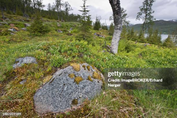 swedish dogwood (cornus suecica), kvaloya, norway - bunchberry cornus canadensis stock pictures, royalty-free photos & images