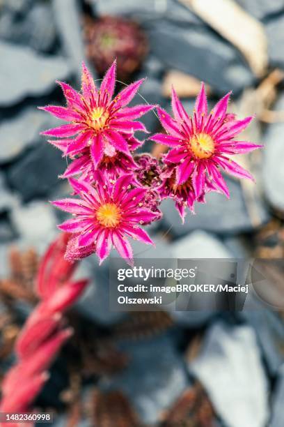 mountain houseleek (sempervivum montanum), rock plants, devon, england, united kingdom - sempervivum montanum stock pictures, royalty-free photos & images
