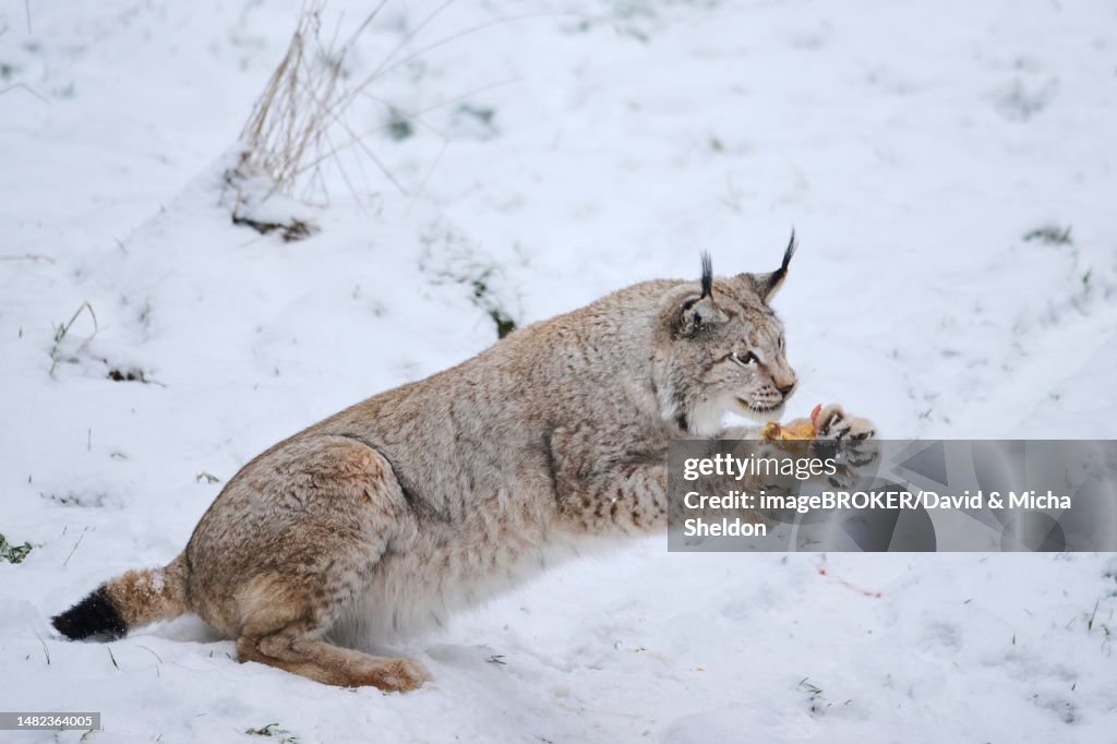 Eurasian lynx (Lynx lynx) jumping in the snow, forest, Bavaria, Germany