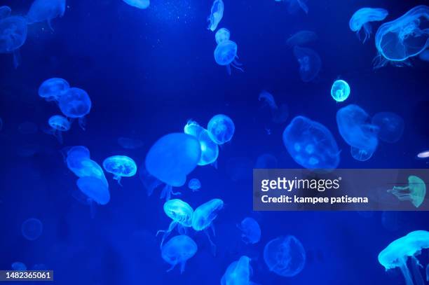 jellyfish with blue light - aquatic organism fotografías e imágenes de stock