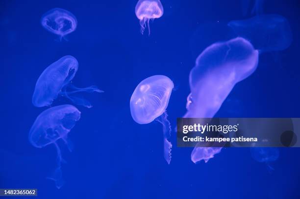 jellyfish with blue light - stechen tierverhalten stock-fotos und bilder